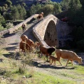 Trashumancia, Fernando Robres