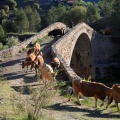 Trashumancia, Fernando Robres