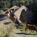 Trashumancia, Fernando Robres