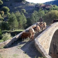 Trashumancia, Fernando Robres