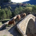 Trashumancia, Fernando Robres