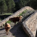 Trashumancia, Fernando Robres