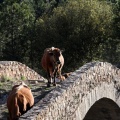 Trashumancia, Fernando Robres