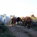 Trashumancia, Fernando Robres