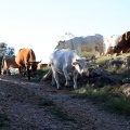 Trashumancia, Fernando Robres