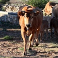 Trashumancia, Fernando Robres