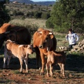 Trashumancia, Fernando Robres