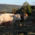 Trashumancia, Fernando Robres