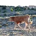 Trashumancia, Fernando Robres