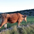 Trashumancia, Fernando Robres