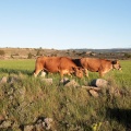 Trashumancia, Fernando Robres