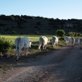 Trashumancia, Fernando Robres