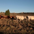 Trashumancia, Fernando Robres