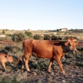 Trashumancia, Fernando Robres