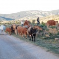 Trashumancia, Fernando Robres