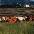 Trashumancia, Fernando Robres