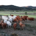 Trashumancia, Fernando Robres