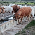 Trashumancia, Fernando Robres