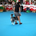 Concurso canino Castellón