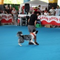 Concurso canino Castellón