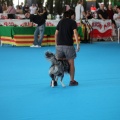 Concurso canino Castellón