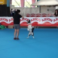 Concurso canino Castellón