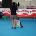 Concurso canino Castellón