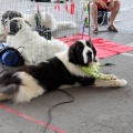 Concurso canino Castellón