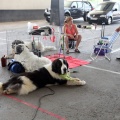 Concurso canino Castellón