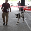 Concurso canino Castellón