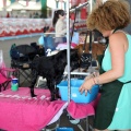 Concurso canino Castellón