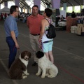 Concurso canino Castellón