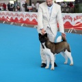 Concurso canino Castellón