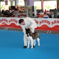 Concurso canino Castellón