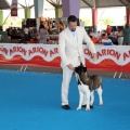 Concurso canino Castellón