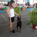 Concurso canino Castellón