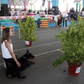 Concurso canino Castellón