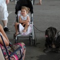 Concurso canino Castellón