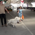 Concurso canino Castellón