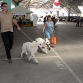 Concurso canino Castellón