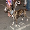 Concurso canino Castellón