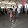 Concurso canino Castellón