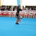 Concurso canino Castellón