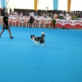 Concurso canino Castellón