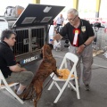 Concurso canino Castellón