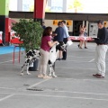 Concurso canino Castellón