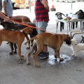 Concurso canino Castellón