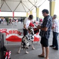 Concurso canino Castellón