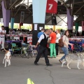 Concurso canino Castellón