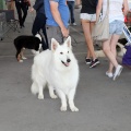 Concurso canino Castellón